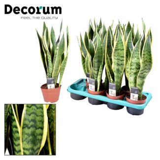 Sansevieria 'Laurentii' - Ø14 cm - 55 cm high