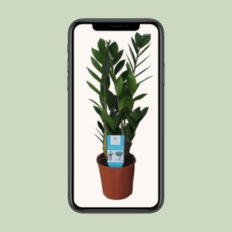 Zamioculcas zamiifolia (ZZ plant) - 14 cm pot - 55 cm tall
