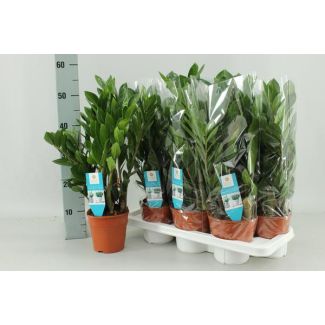 Zamioculcas zamiifolia - Ø14 cm - 55 cm high