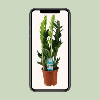 Zamioculcas zamiifolia (ZZ plant) - pot Ø17 cm - height 65 cm