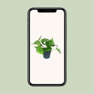 Scindapsus Pictus Trebie - Ø12cm - ↕20cm