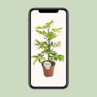 Schefflera Charlotte - 13 cm pot - 45 cm high