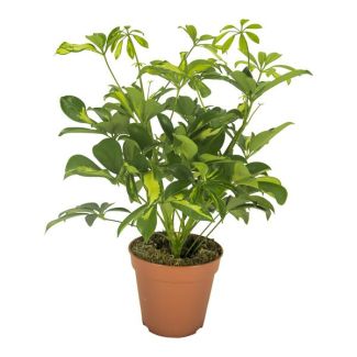 Umbrella Plant, Green Houseplant, Schefflera Gerda - Ø13cm - ↕35cm