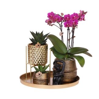 Hotel Chic Set; Butterfly Orchid Morelia + Succulents in Designer Pots + Figurine on Gold Tray