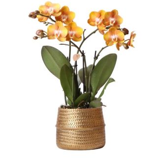 Beautiful Butterfly Orchid Las Vegas, Color Yellow with Orange, + Golden Groove Decorative Pot, Ø12cm, 35cm high