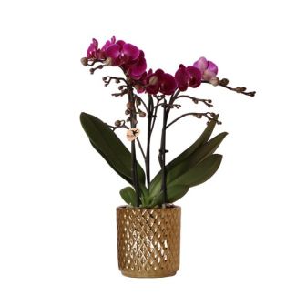Butterfly Orchid Morelia in Golden Diamond Decorative Pot