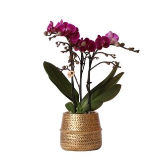 Butterfly Orchid Morelia in Gold Groove Decorative Pot