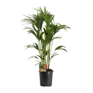 Howea Forsteriana 120 cm – Ø 24 cm – Sustainable Houseplant for Beginners