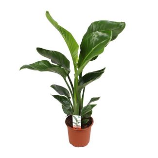 White Bird of Paradise Plant, Tropical Green Plant, Strelitzia Nicolai, Ø17cm - ↕70cm