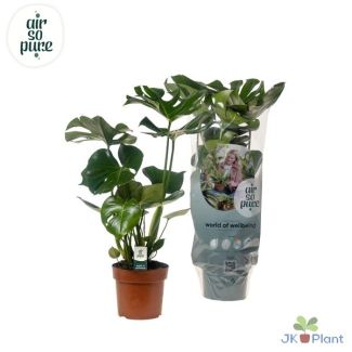 2 x Swiss Cheese Plant, Green Houseplant, Tropical, Monstera Deliciosa - Ø17cm - ↕55cm