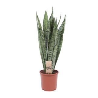 Ceylon Snake Plant, The Snake Plant, Sword-shaped Dark Green Leaves with Silvery Spots/Stripes, Sansevieria Zeylanica Ø17cm - ↕70cm