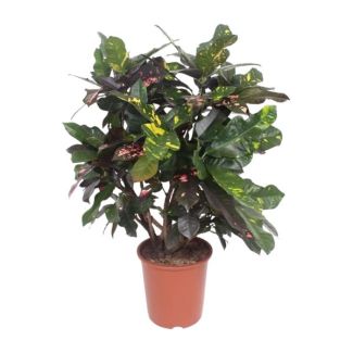 Croton Magnificent (Codiaeum) – Colorful Leaf Houseplant 110 cm High – Ø27 cm