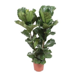 Violin Leaf Plant, Tropical Houseplant, Ficus Lyrata Ø27-100cm High