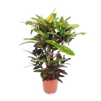 Croton Mango – Exotic Leaf Plant – Perfect for Indoors – 110cm