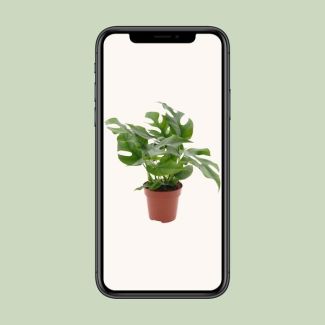 Monstera Minima - 12 cm pot - 25 cm tall