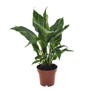 The Peace Lily or The Peace Lily, Known for its White Flowers, Spathiphyllum Torelli - Ø12cm - ↕40cm