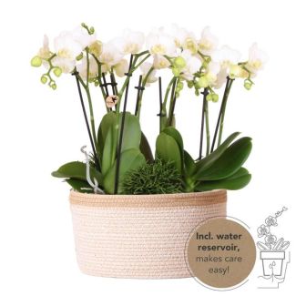 3 Butterfly Orchids Amabilis + Succulents in Basket incl. water reservoir