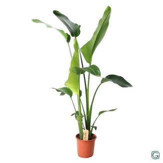 White Bird of Paradise Plant, Tropical Green Plant, Strelitzia Nicolai, Ø21cm - ↕100cm