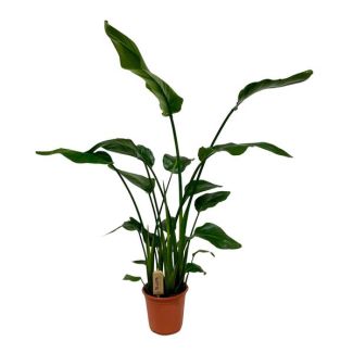White Bird of Paradise Plant, Tropical Green Plant, Strelitzia Nicolai, Ø21cm - ↕120cm
