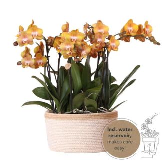 Real Eye-Catcher, Orange Orchids Las Vegas, Plant Set in Cotton Basket, Gift Tip, Butterfly Orchid Las Vegas