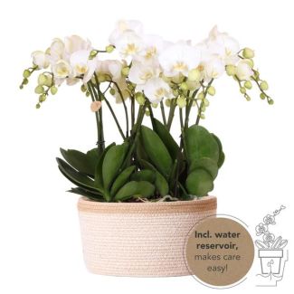 Real Eye-Catcher, White Orchids Ghent, Plant Set in Cotton Basket, Gift Tip, Butterfly Orchid
