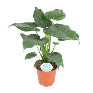 Buddha's Hand, Elephant Ear, Exotic Green Plant, Alocasia Cucullata - Ø21cm - ↕80cm