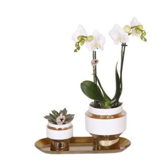 Butterfly Orchid Amabilis + Succulent in Le Chic Decorative Pot on Golden Tray