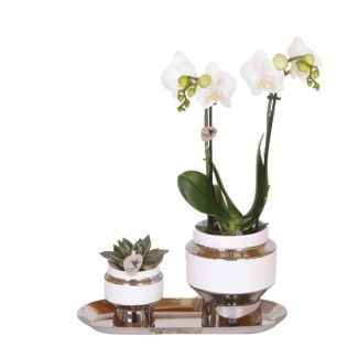 Gift Tip! Indoor Plant Set, Orchid Amabilis + Succulent on Narrow Silver Tray, Color White-Green