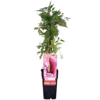 Engelmann five-leaf vine | 1, 3 or 4 pieces