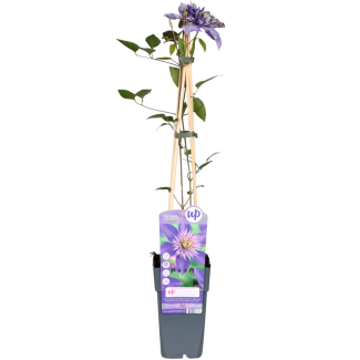 Double Flowering Blue Clematis | 1, 3, 4 pieces