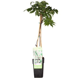Witte regen plant in pot Ø15 cm – Wisteria floribunda 'Longissima Alba'