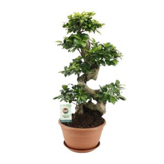 Ginseng Fig