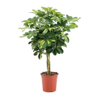 Dwarf Umbrella Plant, Green Plant, Schefflera Arboricola Gold Capella - Ø19cm - ↕75cm tall