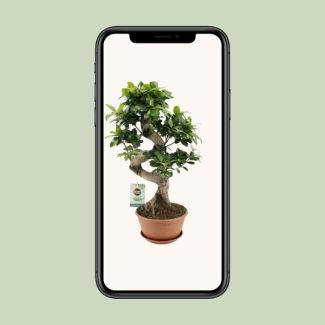 Ficus bonsai