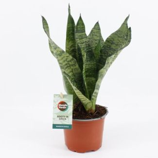 Mother-in-law's tongue, Dark green leaves with horizontal stripes, Sansevieria Black Coral - Ø12cm - ↕35cm