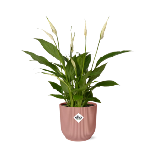 The Peace Lily or The Spathiphyllum, Known for its White Flowers, Spathiphyllum Torelli - Ø17cm - ↕35cm in a Pink ELHO Vibes Fold