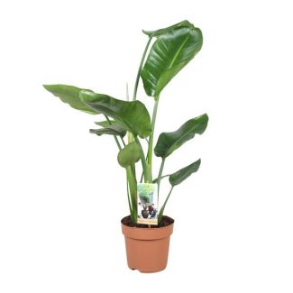 White Bird of Paradise Plant, Tropical Green Plant, Strelitzia Nicolai, Ø17cm - ↕60cm