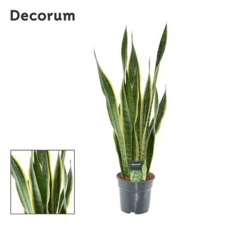 Mother-in-law's tongue, Gold edge plant, Sword-shaped dark green leaf with yellow edge, Sansevieria Laurentii - Ø17cm - ↕70cm