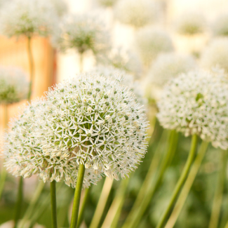 5 pieces - Allium bulbs (Ornamental onions) - White Giant - majestic white flower heads - flower bulbs