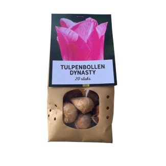 Dynasty - Tulip Bulbs 20 pieces, pink flowers with a subtle white edge, flower bulbs, nice gift
