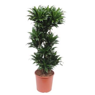 Compact Houseplant Dwarf Dracaena, Dark Green Dracaena Compacta, 140 cm height, ø30