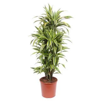Dracaena Lemon Lime houseplant with green lemon-yellow leaves, 150 cm tall, ø30