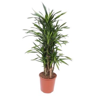 Compact dragon tree of 140 cm high, ø30, houseplant Dracaena Riki
