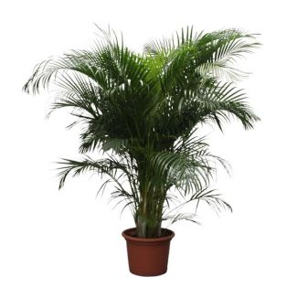 Areca Palm (Dypsis Lutescens) 230 cm - ø40, Half-shade Houseplant