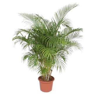 2 meter long Butterfly Palm, Dypsis Lutescens for indoors, 200 cm - ø40
