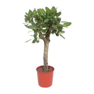 Banyan tree for indoor use (Ficus Benghalensis), 1.5 meters high ø34