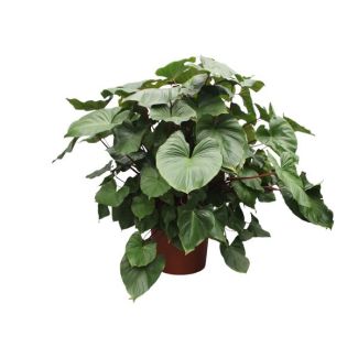 Green red striking houseplant (Homalomena Rubescens Maggy), 170 cm tall, ø60