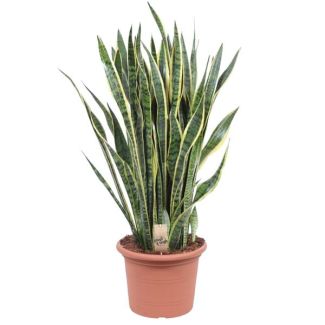 Mother-in-law's tongue, Gold edge plant, Sword-shaped dark green leaf with yellow edge, Sansevieria Laurentii - Ø35cm - ↕100cm