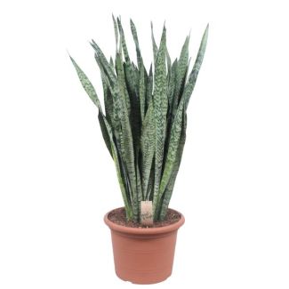Ceylon Snake Plant, The Snake Plant, Sword-shaped Dark Green Leaves with Silvery Spots/Stripes, Sansevieria Zeylanica Ø35cm - ↕110cm