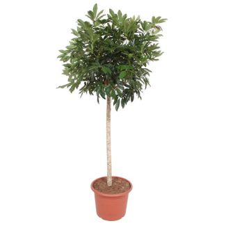 Potted plant on trunk Schefflera Arboricola Compacta, 1.9 meters high, ø45
